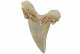 Serrated Sokolovi (Auriculatus) Shark Tooth - Dakhla, Morocco #225212-1